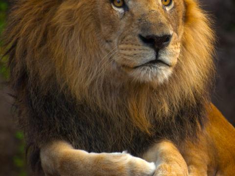 Lion Animal Glance Big-cat