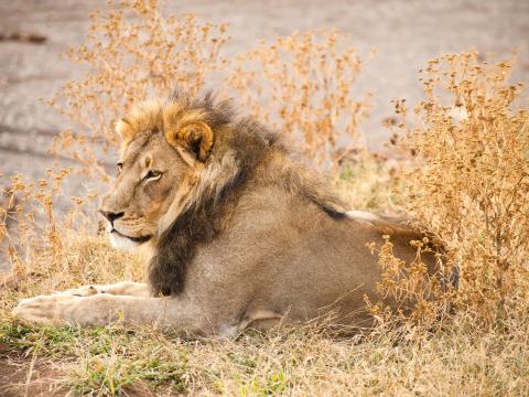 Lion Animal Glance Predator Big-cat