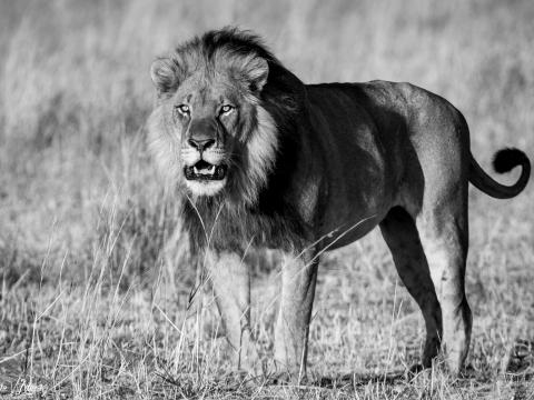 Lion Animal Predator Wildlife Black-and-white