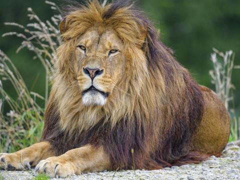 Lion Mane Animal Predator Big-cat