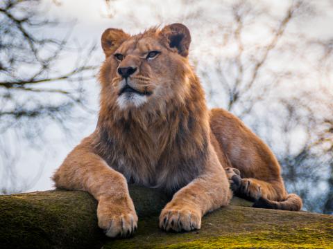 Lion Predator Animal Glance