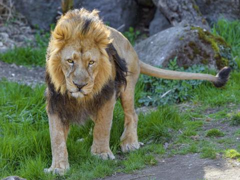 Lion Predator Animal Glance Big-cat