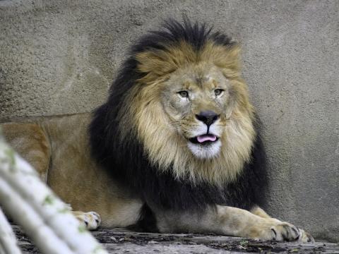 Lion Predator Animal Protruding-tongue