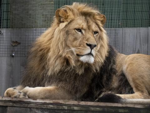 Lion Predator Glance Big-cat