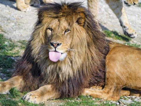 Lion Protruding-tongue Animal Big-cat