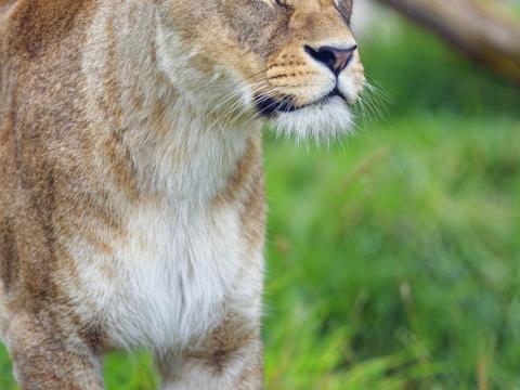 Lioness Animal Big-cat