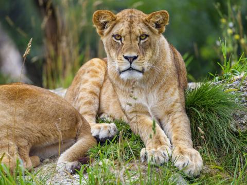 Lioness Animal Glance Predator Big-cat