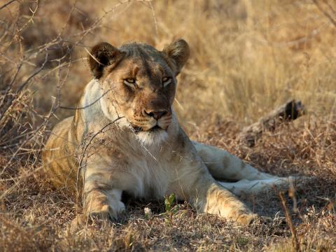 Lioness Animal Predator Big-cat Wildlife