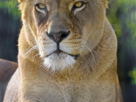 Lioness Animal Predator Glance Big-cat