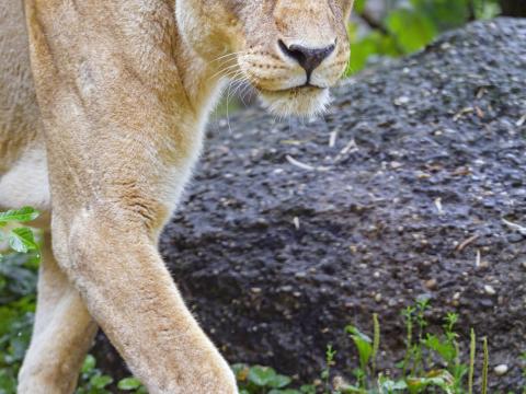 Lioness Lion Animal Glance Big-cat
