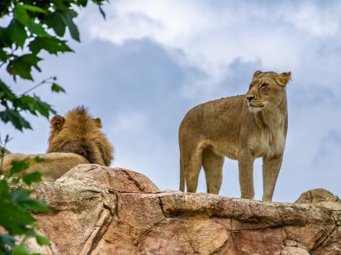 Lioness Lion Animal Predator Big-cat