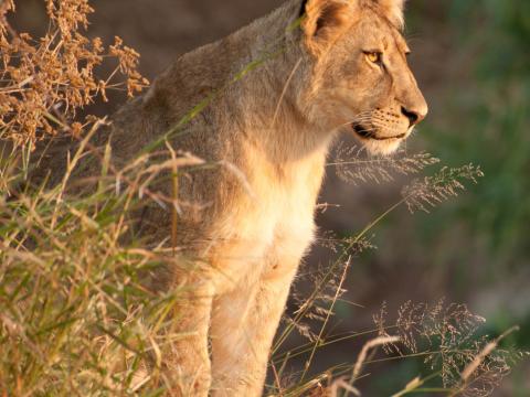 Lioness Predator Animal Big-cat