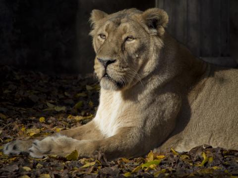 Lioness Predator Animal Glance Big-cat