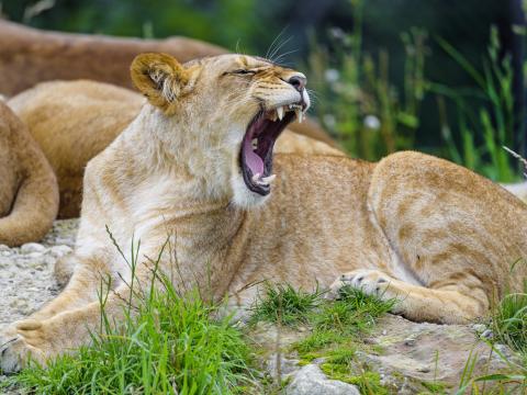 Lioness Yawn Animal Big-cat