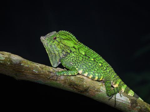 Lizard Reptile Branch Green