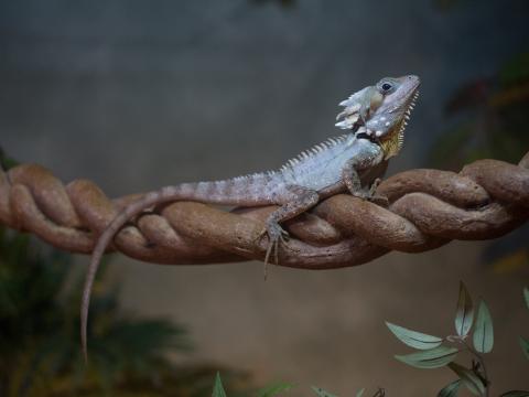 Lizard Reptile Leaves Macro