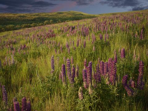 Lupins Flowers Field Nature Landscape