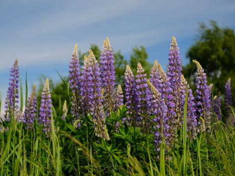 Lupins Flowers Grass Plants