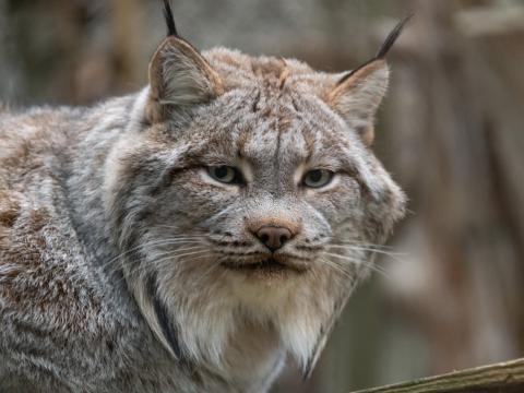 Lynx Animal Glance Predator