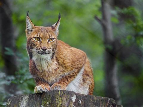 Lynx Animal Predator Wildlife Big-cat