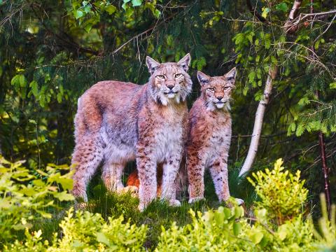 Lynx Animals Predators Wildlife