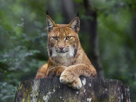 Lynx Glance Animal Predator Big-cat