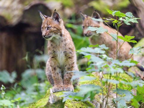 Lynx Kitten Animal Nature-reserve Cute