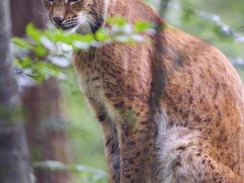 Lynx Predator Animal Glance Wildlife Big-cat