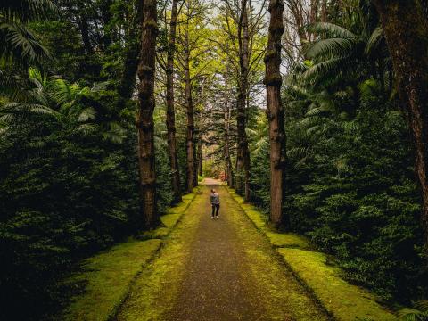 Man Alone Forest Path Walk