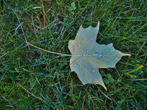 Maple-leaf Leaf Drops Macro Green