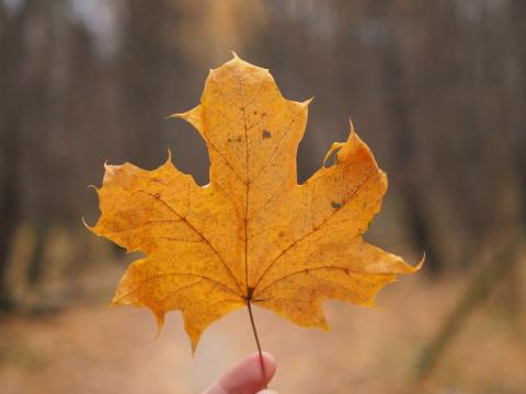 Maple-leaf Leaf Hand Autumn Macro