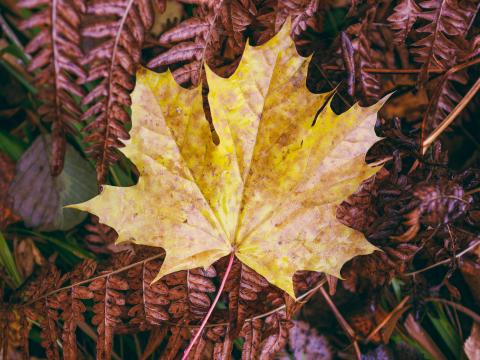 Maple-leaf Leaves Autumn Macro