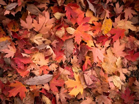 Maple-leaves Leaves Red Autumn Macro