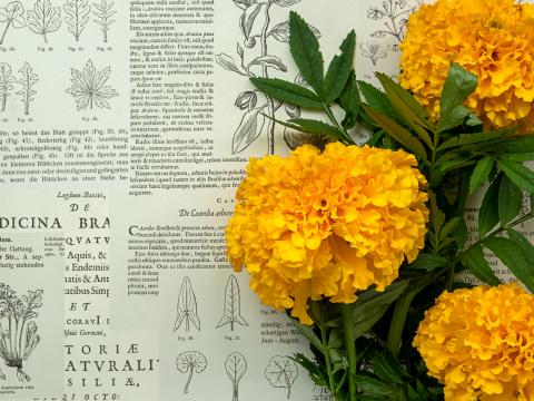 Marigolds Flowers Leaves Newspaper Macro