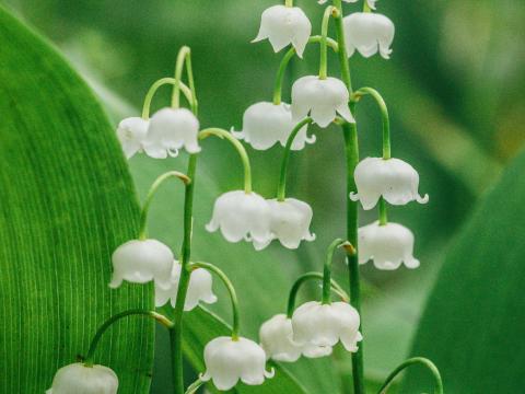 May-lily Flowers Plant Macro