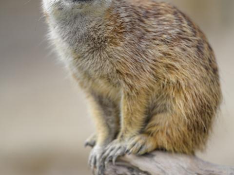 Meerkat Animal Glance Cute