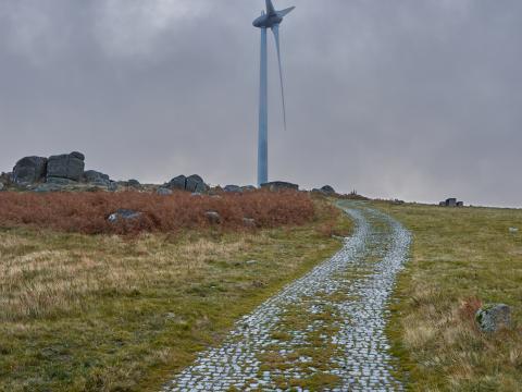 Mill Walkway Field Nature