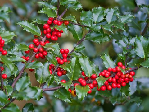 Mistletoe Berries Branches Leaves Macro