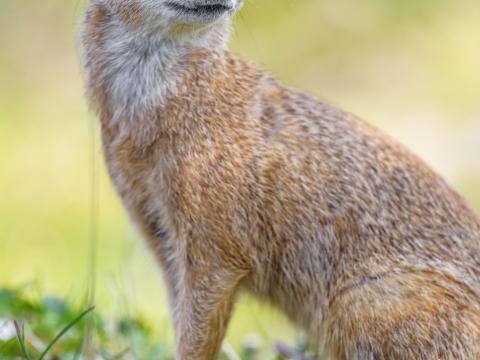 Mongoose Glance Funny Animal