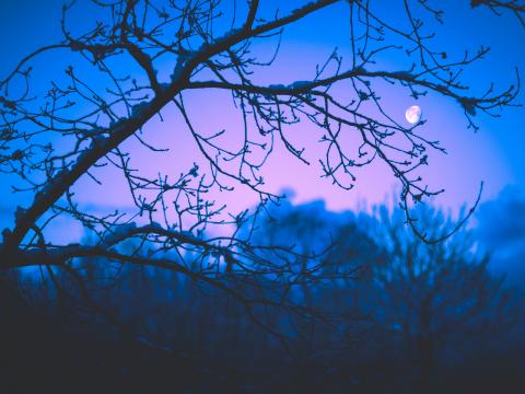 Moon Branches Trees Twilight Purple Dark