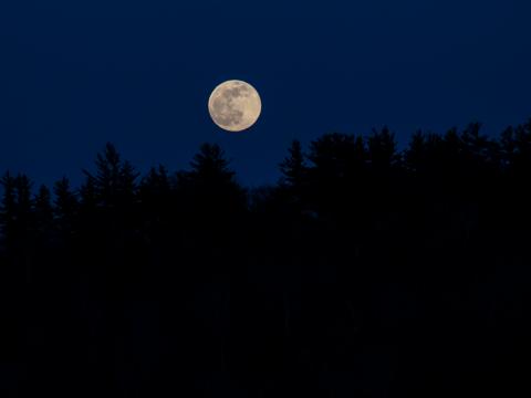 Moon Full-moon Trees Silhouettes Night Dark