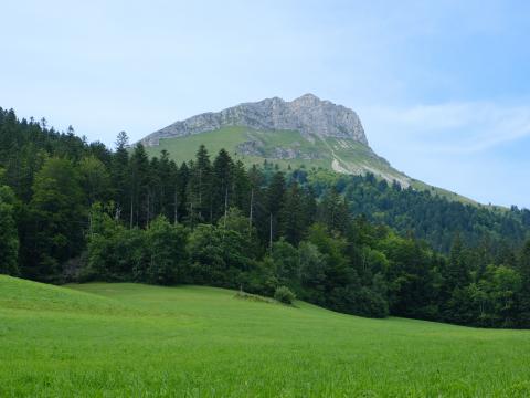 Mountain Forest Field Nature Landscape