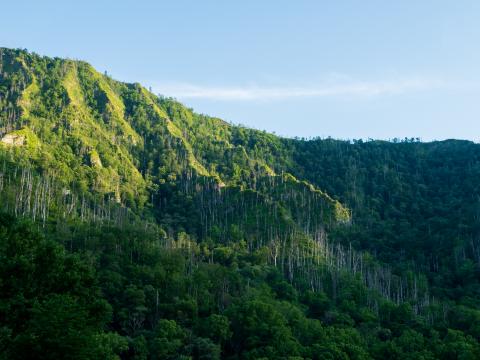 Mountain Forest Trees Landscape Green