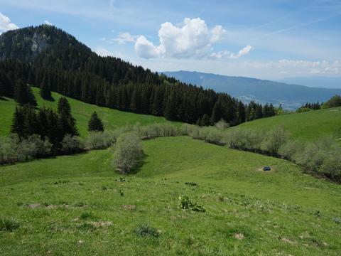 Mountain Slope Lawn Trees Greenery Landscape