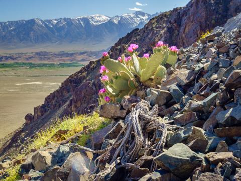 Mountain Slope Stones Cactus Flowers Plant Nature