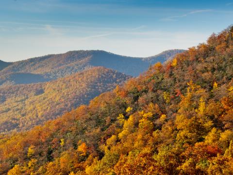 Mountains Forest Trees Autumn Landscape Yellow