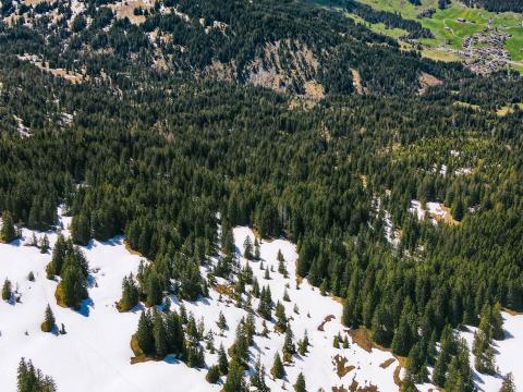 Mountains Forest Trees Snow Landscape Aerial-view