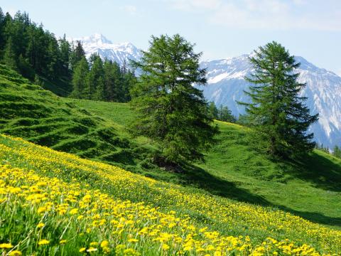 Mountains Slope Flowers Trees Summer Landscape Nature