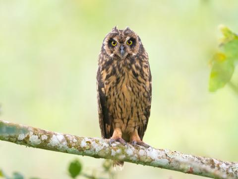 Owl Bird Branch Focus Wildlife