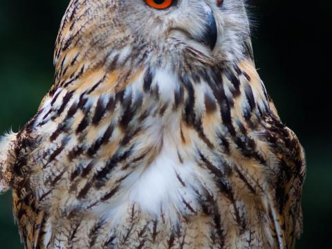 Owl Bird Glance Watching